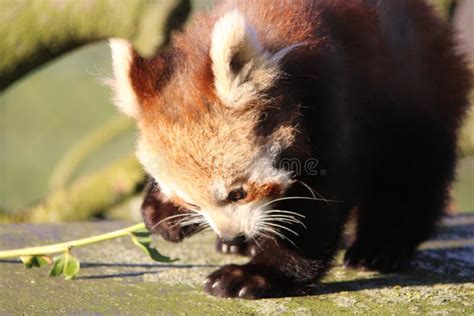 Baby Red Panda stock photo. Image of shoots, field, fluffy - 49142854