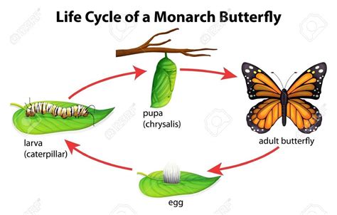 painted lady butterfly life cycle timeline - Sherwood Morrow