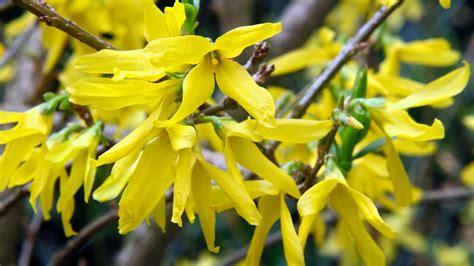 Pruning forsythia: when and how to do it | Gardeningetc