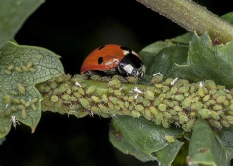 What Do Ladybugs Eat? - Complete Guide to Ladybug Diet