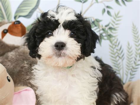 shih tzu toy poodle for sale - Kala Parr