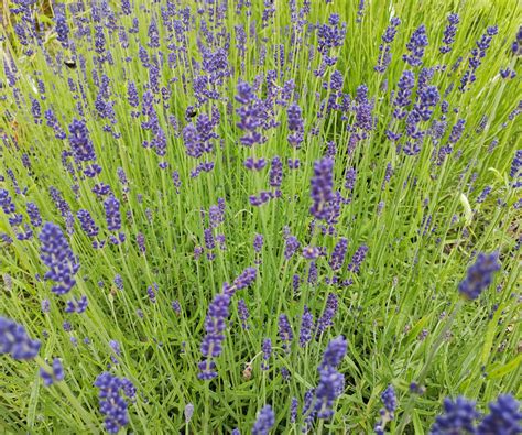 Is lavender drought tolerant? Experts offer their advice | Homes & Gardens