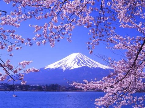 Spring Flower Garden Mount Fuji Lake Kawaguchi Wallpapers - Wallpaper Cave