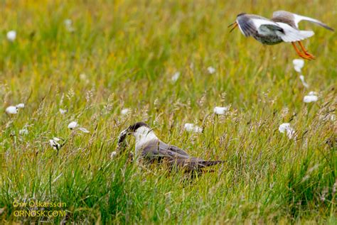 Arctic Skua and its prey | ORNOSK – birds, landscape, weather