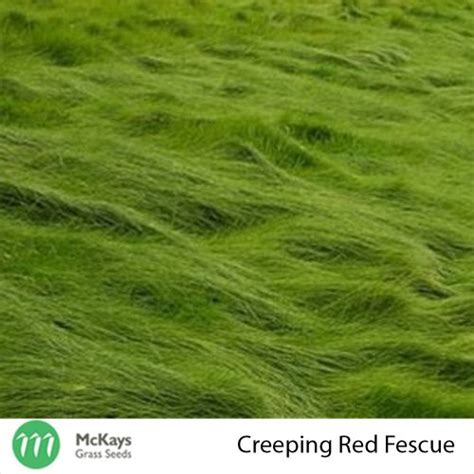 Creeping Red Fescue - McKays Grass Seeds