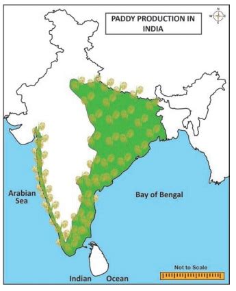 Major Crops Cultivated in India