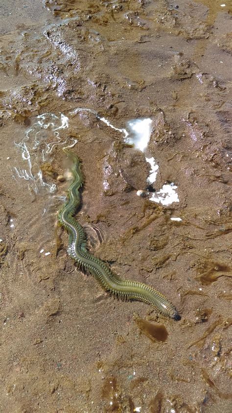 Huntsman Marine Science Centre: May Video of the Month - Clam Worm