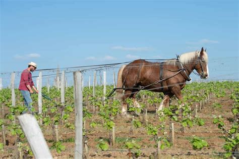 The Best French Horse Names For Mares and Stallions - Home In The Pastures