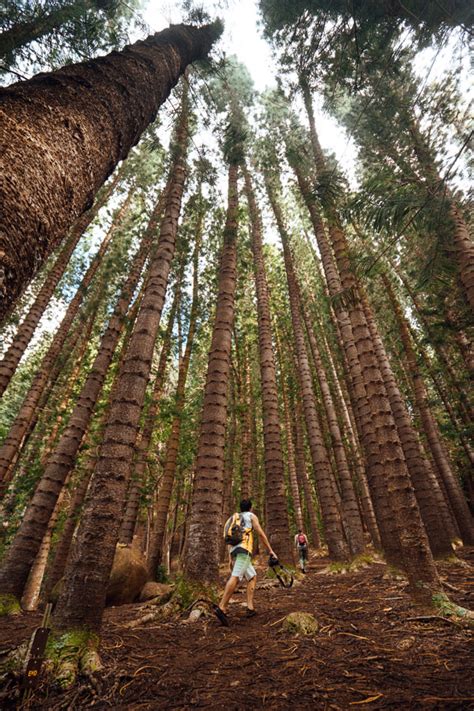 SLEEPING GIANT HIKE (NOUNOU MOUNTAIN) ON KAUAI, HAWAII - Journey Era