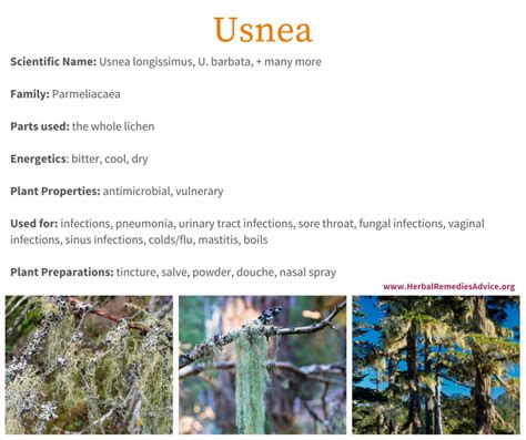 Usnea Herb