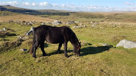 Wild Camping in Dartmoor – The Ultimate Guide for 2021