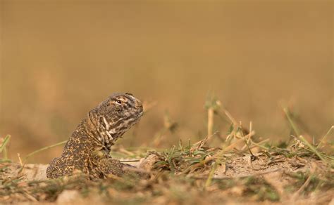 Spiny-tailed Lizard: Facts, Size | RoundGlass | Sustain