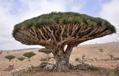 Wallpaper Dracaena cinnabari, Dragon Tree, Socotra Island images for ...