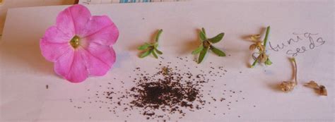 Collecting petunia seeds: Left to right: freshly picked petunia, still small unripe seed pod ...