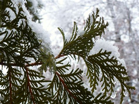 MLeWallpapers.com - Snow on Evergreen Branches