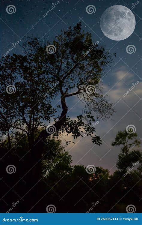 Night Forest on Starry Sky with Fool Moon Stock Photo - Image of ...