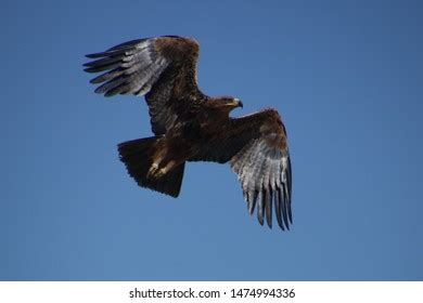 Steppe Eagle Flying: Over 958 Royalty-Free Licensable Stock Photos ...