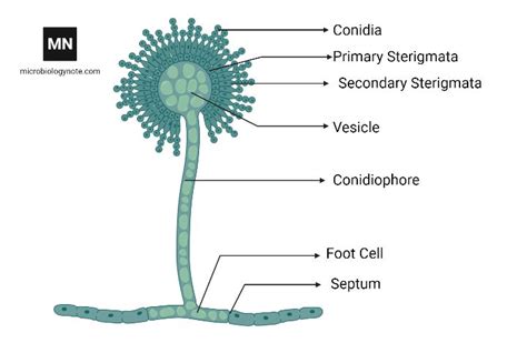 Microscopic diagram of Aspergillus flavus. | Biology humor, Antifungal ...