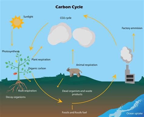 Which step is not involved in the carbon cycle?(a) Photosynthesis(b ...