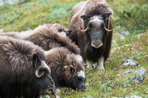 Musk Oxen History - Dovrefjell-Sunndalsfjella nasjonalpark