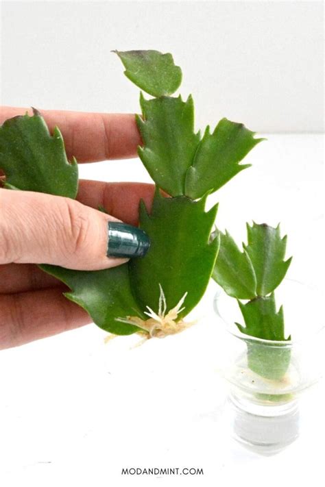 3 Ways How to Propagate a Thanksgiving Cactus