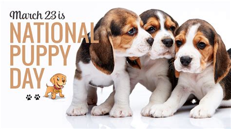 National Puppy Day 2021 / Sh4cgrwcuvb Dm / Celebrating the magic of puppies and encouraging ...