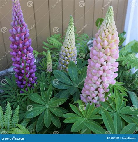 Cone Shaped Flowers stock image. Image of background - 95869001