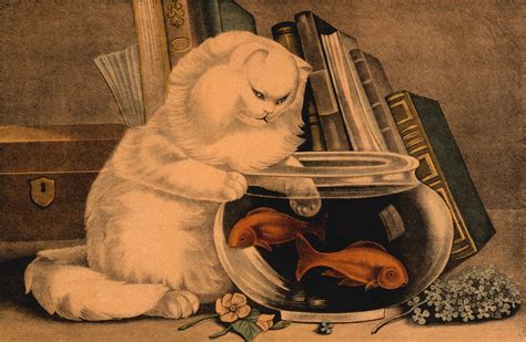 Cat And Goldfish Free Stock Photo - Public Domain Pictures