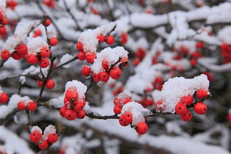 Why Winterberry Is Our Favorite Winter Plant for Southern Gardens | Southern Living