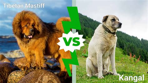 Tibetan Mastiff vs. Kangal: 7 Key Differences Explained - AZ Animals