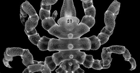 Sea Spider Anuses May Hold The Key To Organ Regeneration In Scientific First | HuffPost UK Life