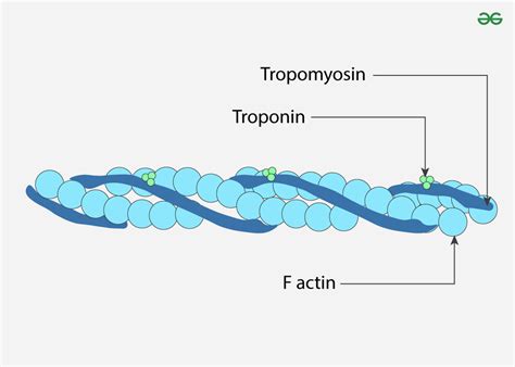 Actin Filaments - Meaning, Dynamics, Structure and Function - GeeksforGeeks