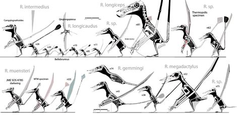 Rhamphorhynchus size comparisons