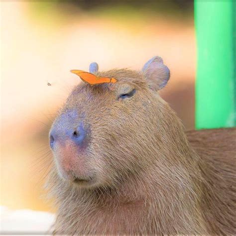 Capybara Appreciation Day – Hey, Look! A Writer Fellow!