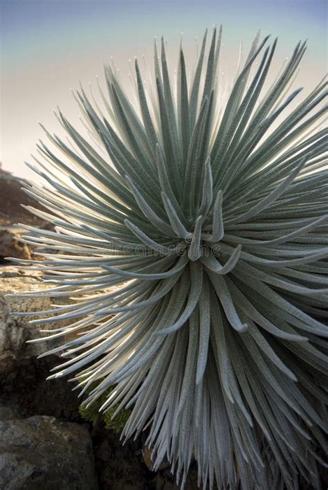 Silversword Plant in Flower, Haleakala National Park, Maui, Hawaii ...