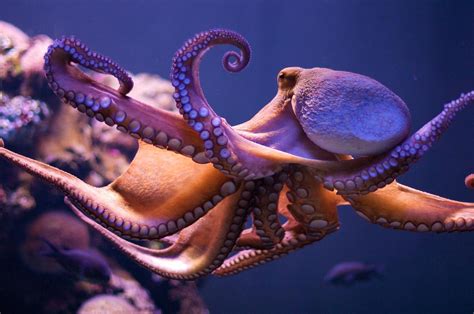 Giant Octopus Wallpaper