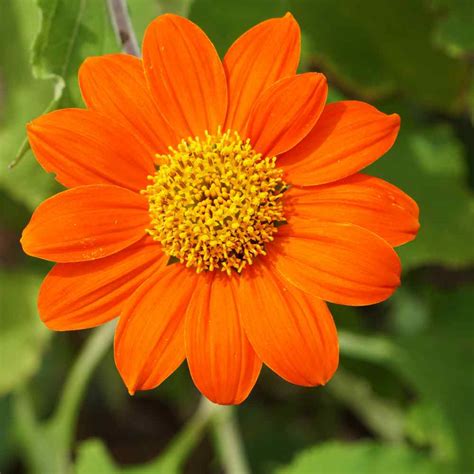 Mexican Sunflower Seeds - Tithonia Speciosa Goldfinger Flower Seed