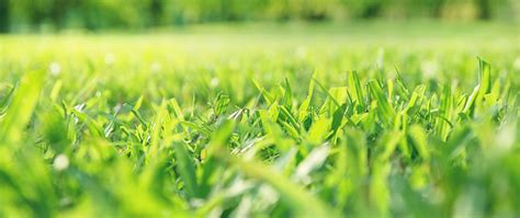 Lawn Care Services in Gallatin, Hendersonville & Lebanon, TN ...