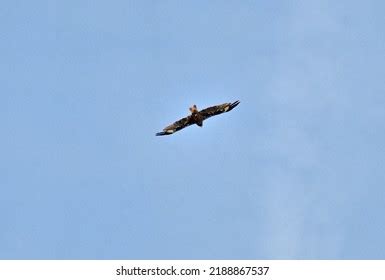 1,678 Soar High Eagle Images, Stock Photos & Vectors | Shutterstock