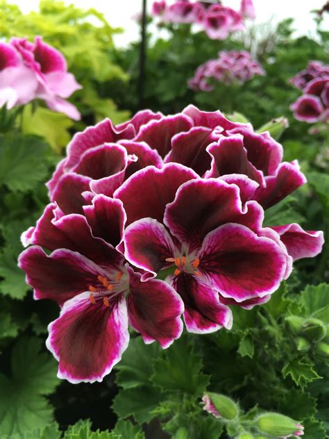 Elegance Imperial Regal Geranium - Plant Library - Pahl's Market ...