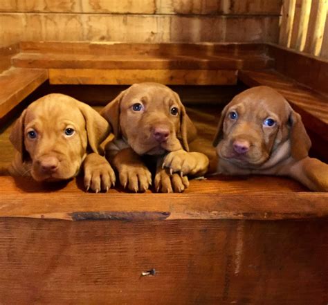 Vizsla Puppies For Sale | Como, TX #258162 | Petzlover