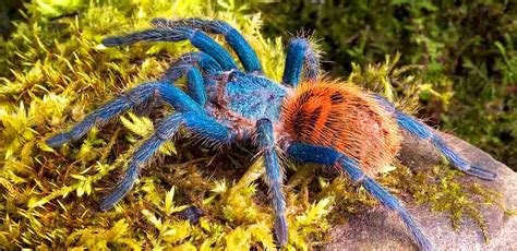 Green Bottle Blue Tarantula - Perfect For Beginners?