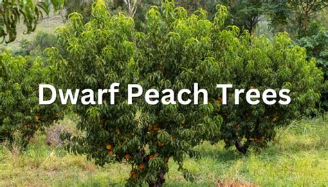 Dwarf Peach Trees: Best Varieties & Grow and Care Guide