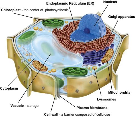 Lesson 3: Onion Dissection & “Look at the Plant Cells” - Rs' Science ...