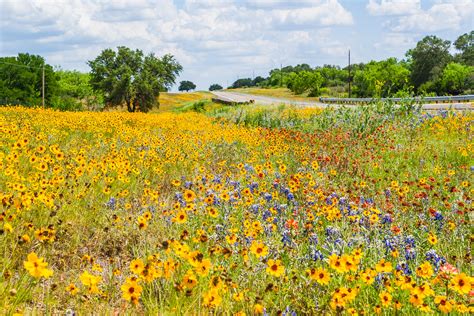 Flashback Trip: Texas Roadside Wildflowers - Roadesque