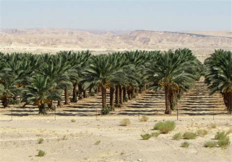 Growing Dates in the Arava Desert - Green Israel - Jerusalem Post