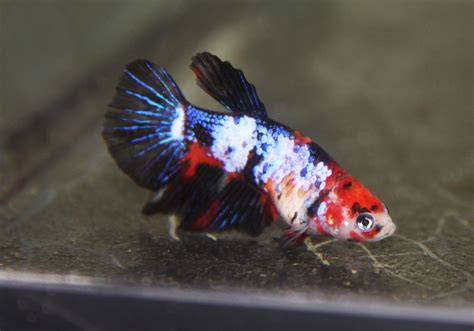 Galaxy Koi Halfmoon Female Betta (Released!) - BettaSplendid.com