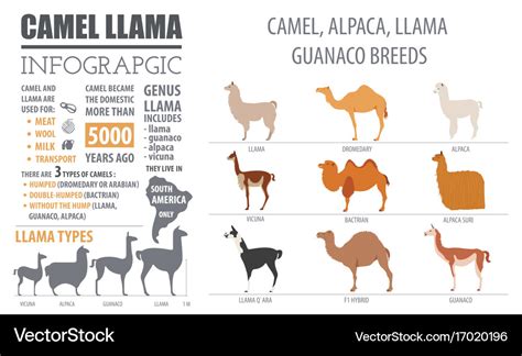 Camel llama guanaco alpaca breeds infographic Vector Image