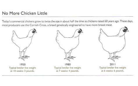 Chicken Growth - 101qs