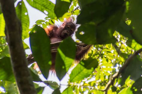 Deforestation in Borneo threatens one in four orangutans, study says